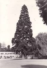 Séquoïa Champagnat Issenheim